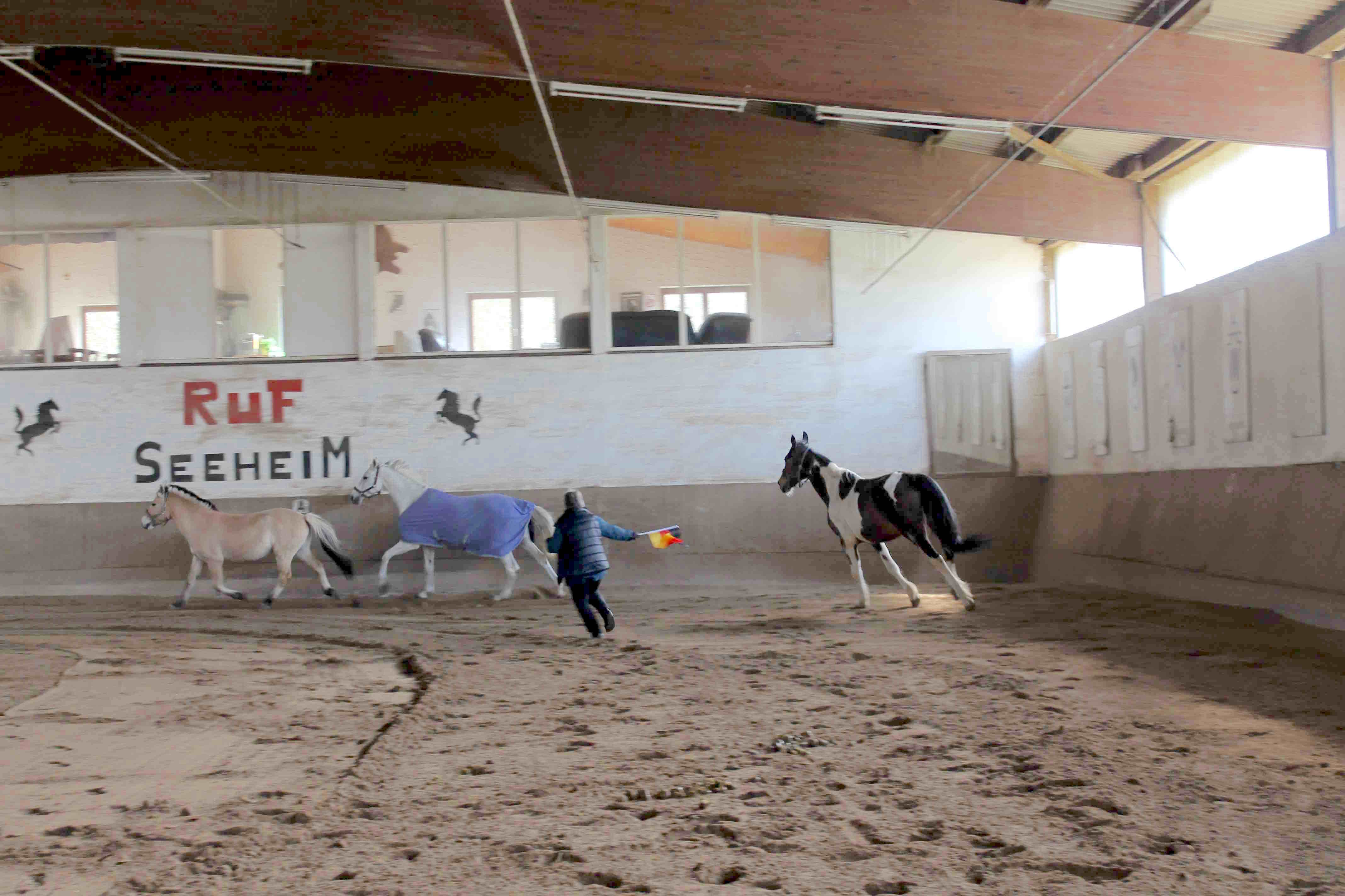 Horse Based Training