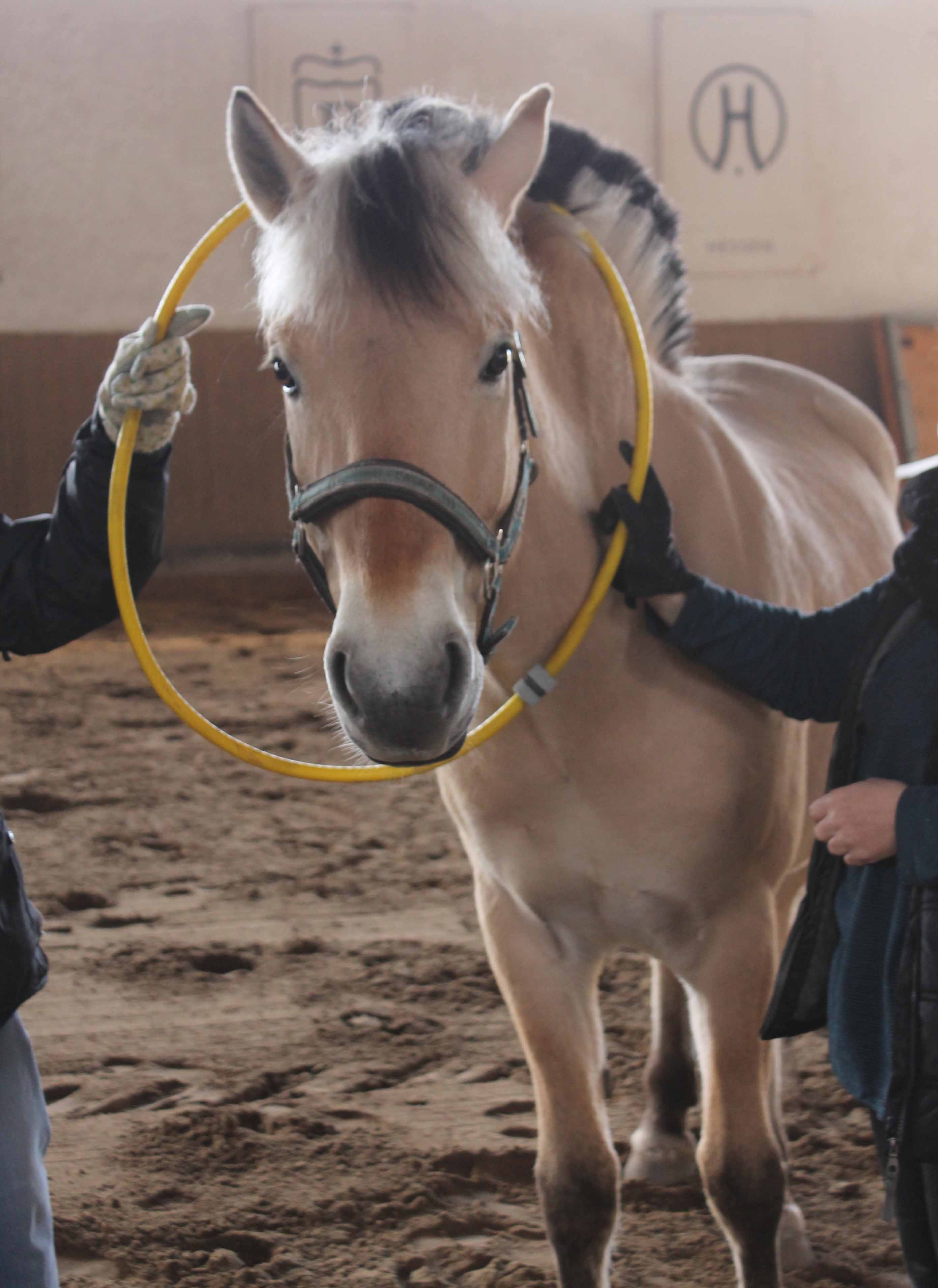 Horse Based Training